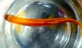 黄金泥鳅最新爆料,揭秘娱乐圈幕后真相